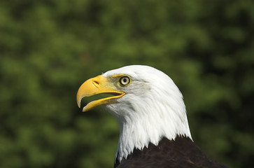 Bald eagle portrait