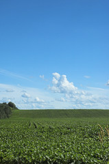 Farm field blue sky