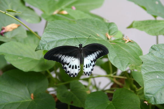 papillon