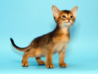 Abyssinian kitten on blue background