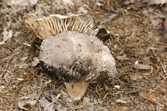 Musroom