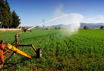 crops being irrigated on a summer day