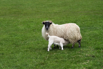 Scottish blackface ewe with suckling lamb.