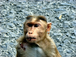 Wounded Monkey