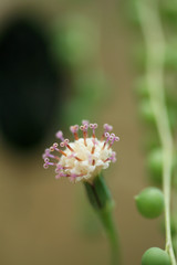Macro of  the winter inflorescence, Sececio Roleyanus