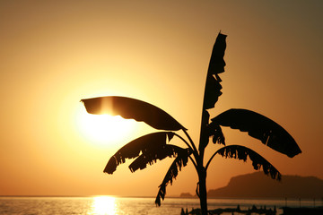 Landscape of the sunset and palm tree on Mediterranean Sea