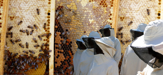 visite des ruches 2