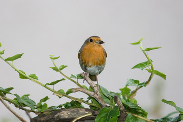 Robin With Fly