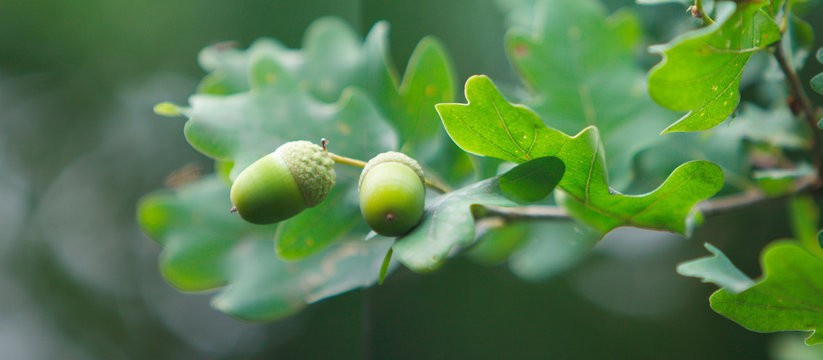Le gland du ch&ecirc;ne 