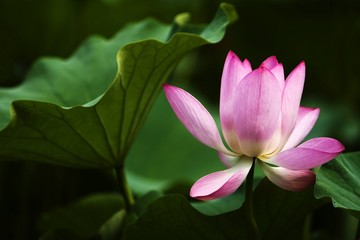 Blooming pink water lily in the pond.