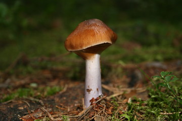 pilz