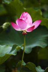 Blooming pink water lily in the pond.