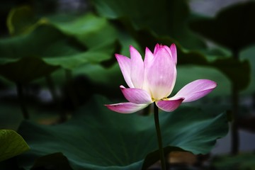Blooming pink water lily in the pond.