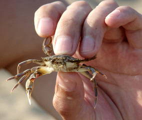 The crab in a hand