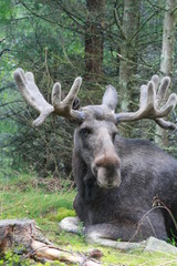 Fototapeta premium elchbulle