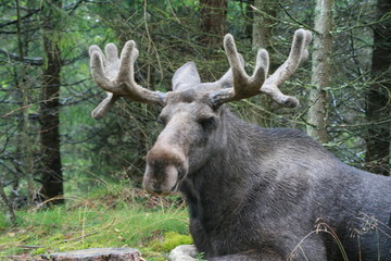 elchbulle