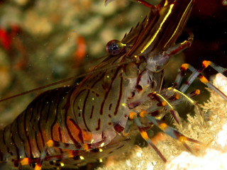 Crevette en bretagne