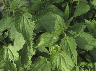 Texture and close up of green leaves of nettle