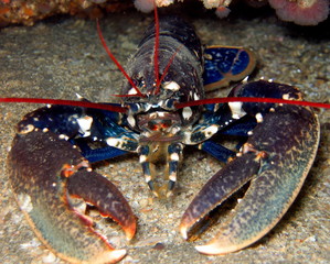 un homard dans son trou