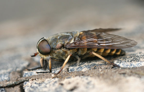 The importunate insect