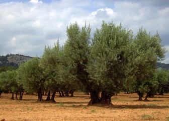 Fototapeta na wymiar Olive Tree 07