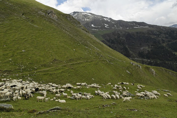 Fototapeta na wymiar moutons
