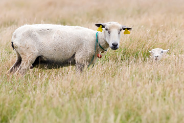 mother sheep and cute lamb