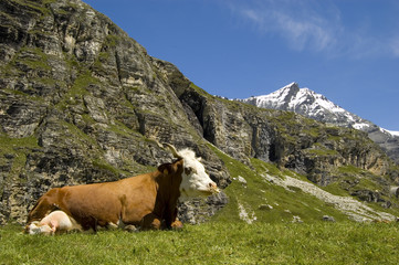 Fototapeta na wymiar Vache en Savoie