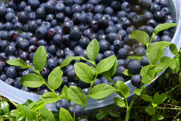 Blaubeeren