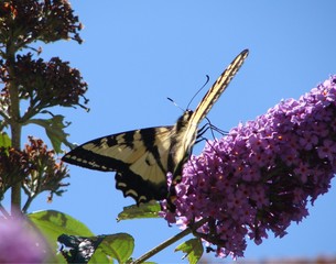 Beautiful Butterfly