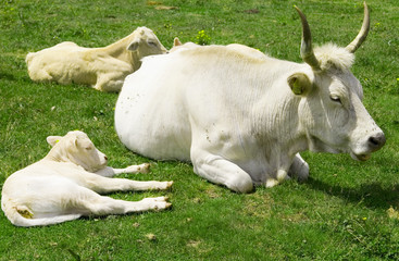 mucca