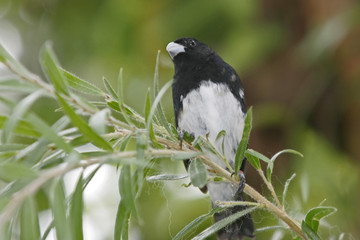 BIRD ON A BRANCH