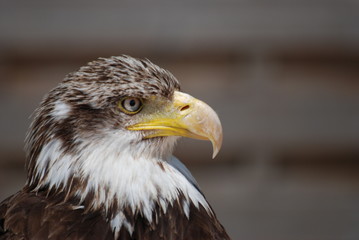 Fototapeta premium securite