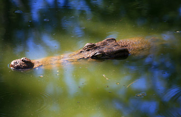 Krokodil Portrait Australien_07_1864