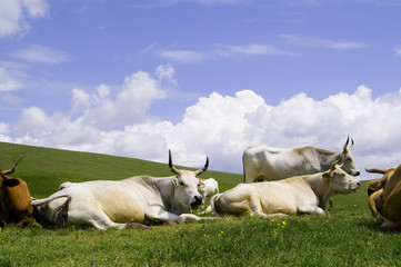 mandria