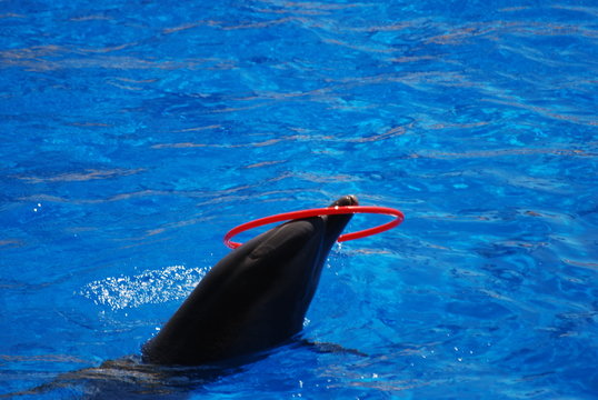 Jeux aquatique