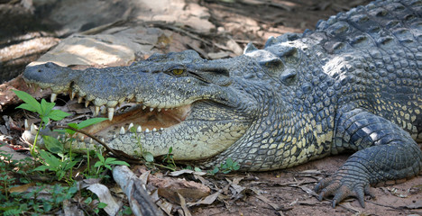 Salzwasserkrokodil Portrait Australien_07_1957,01