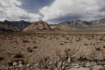 DESERT LANDSCAPE