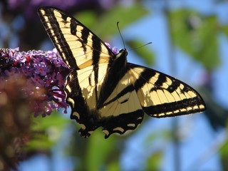 Butterfly on Bush 2