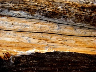 Wooden tree bark background