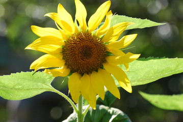 Naklejka premium tournesol