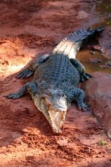 Salzwasserkrokodil Australien_07_1971