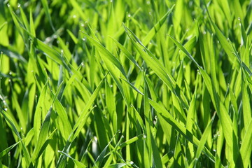 Obraz premium Herbe de printemps