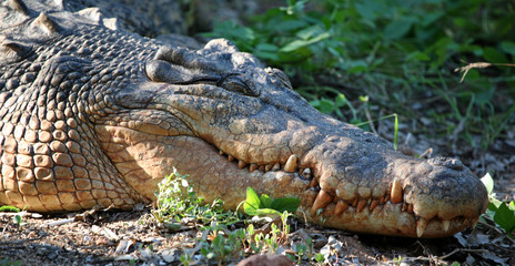 Salzwasserkrokodil Portrait Australien_07_1979,01