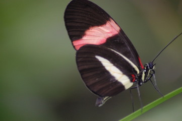 butterfly , red stripe 1