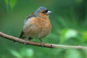 Pinson des arbres - Fringilla coelebs - Common Chaffinch