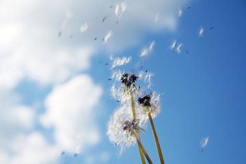 the dandelion seeds flying with down wind