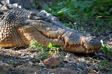 Salzwasserkrokodil Portrait Australien_07_1980