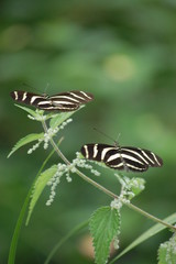 Fototapeta na wymiar butterfly, zebras 2
