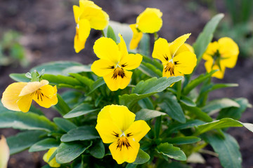 Fototapeta premium yellow Pansy